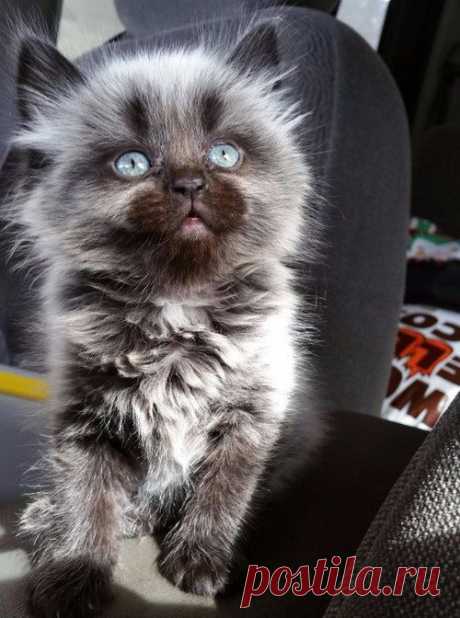 pin share: And this insanely adorable little werewolf kitten. | 39 Photos For Anyone Who's Just Having A Bad Day