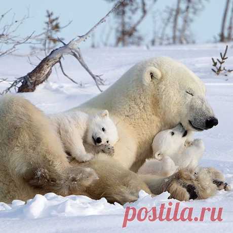 Happy Polar Bear Family 
Photo by © @david_hemmings_photo_tours
