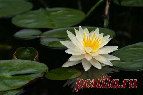 contrast water lily, Mayfield Park, Austin, TX. Sony A7III and FE70-300G.