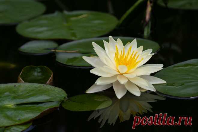 contrast water lily, Mayfield Park, Austin, TX. Sony A7III and FE70-300G.