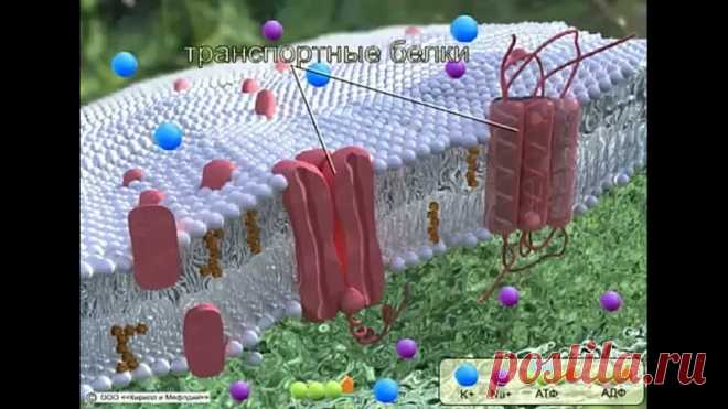 Доброе утро всем и удачного дня. Предлагаю посмотреть видео по механизму работы натрий-калиевого насоса на цитоплазматической мембране