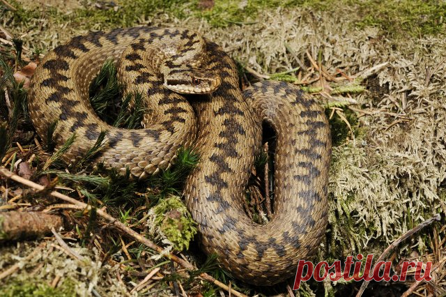 Какие виды змей обитают в наших лесах и что делать, если вас укусила змея | Полезно (Огород.ru)