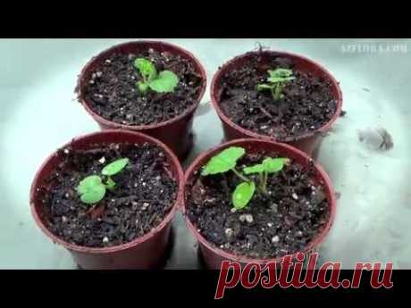 Выращиваем герань из семян - YouTube