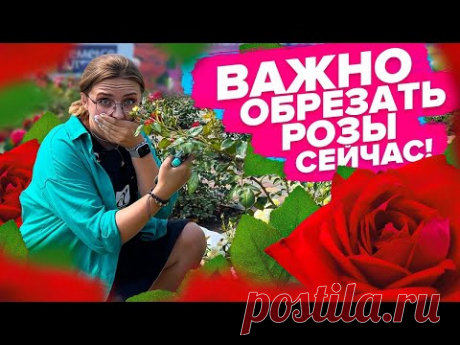 КАК ОБРЕЗАТЬ РОЗЫ В ИЮЛЕ?!