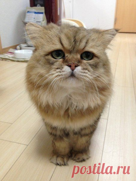 Самый грустный кот интернета по имени кот Фу-чан.