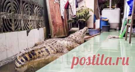 200-килограммовый крокодил, проживающий в индонезийской семье