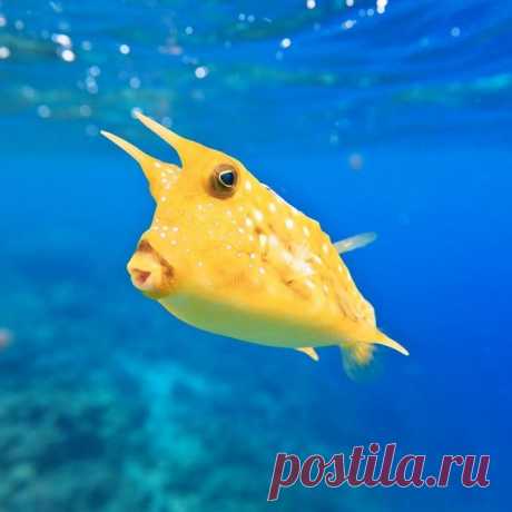 Azula в Instagram: «Meet the sassy, yet sweet, long horned cowfish. These toxic fish sport blue eyes and pursed lips that are perfect for foraging for food…» 485 отметок «Нравится», 7 комментариев — Azula (@azuladotcom) в Instagram: «Meet the sassy, yet sweet, long horned cowfish. These toxic fish sport blue eyes and pursed lips…»