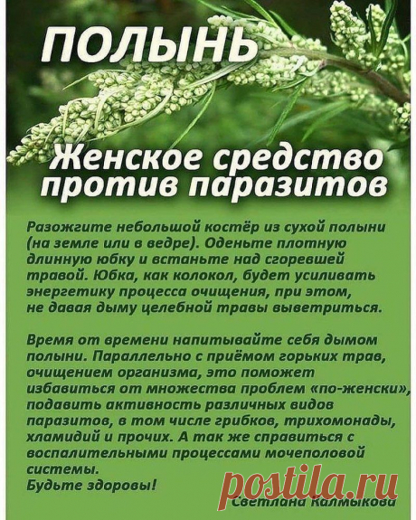 Полынь. Женское средство против паразитов