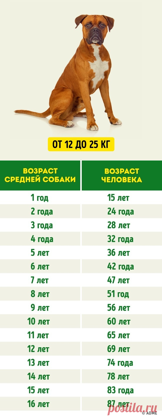 Как считать возраст собаки таблица