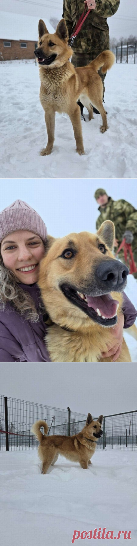 Шикарный парень Майор в добрые руки! Москва и МО – Животные ищут дом, пользователь Юлия Бельская | Группы Мой Мир
