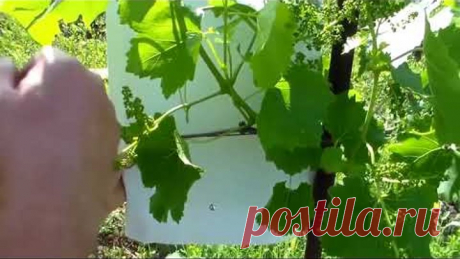 Пасынкование виноградных кустов Польза и вред