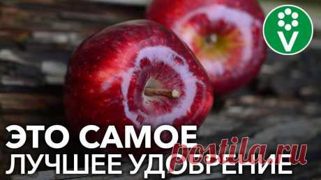 От ЭТОЙ подкормки яблони будут ломиться от урожая! Подкормка яблони дрожжами