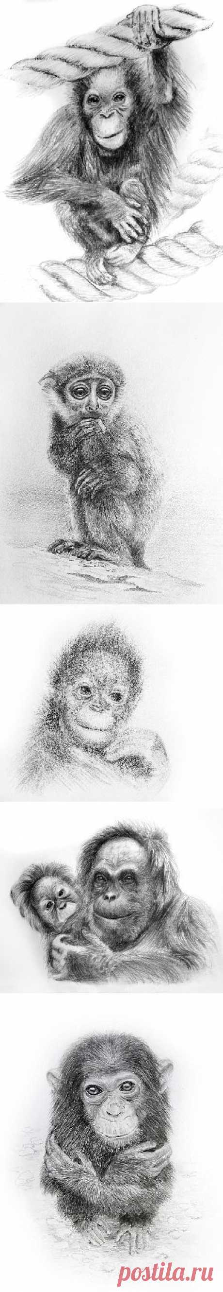 Черно-белые Рисунки с изображением обезьян