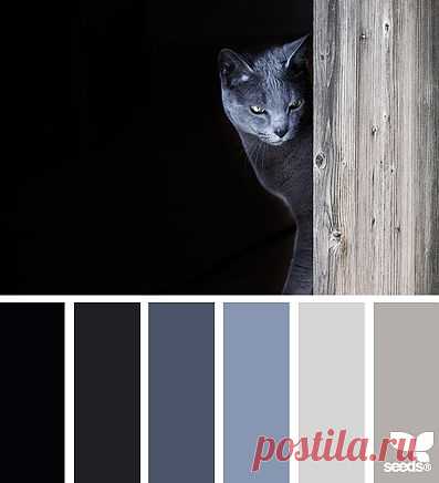 for all who ❤ color | cat tones