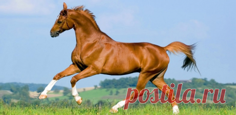 Конь: Зороастрийский гороскоп Конь по Зороастрийскому гороскопу животных, подробная характеристика мужчины и женщины и значение по дате рождения