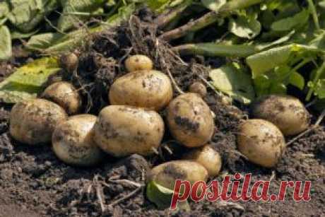 Опыт выращивания картофеля