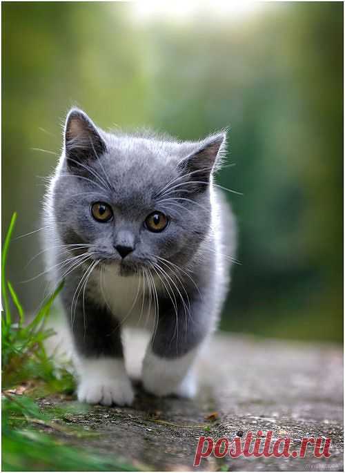 Lovely-KittyCats