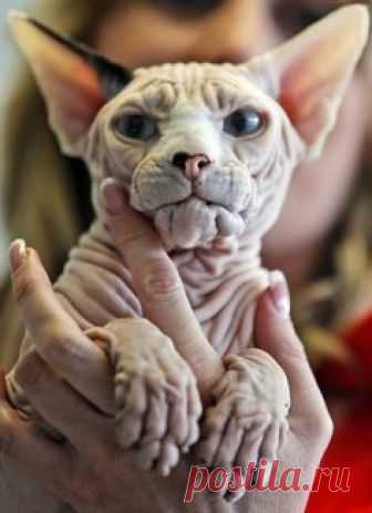 The Canadian Sphynx cat Godfrey is shown by owner Olga Michel during the world cat exhibition in Dortmund, Germany, Sunday April 21,2013. (AP Photo/Frank Augstein)