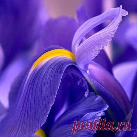 Легендарный цветок Ирис (Iris).