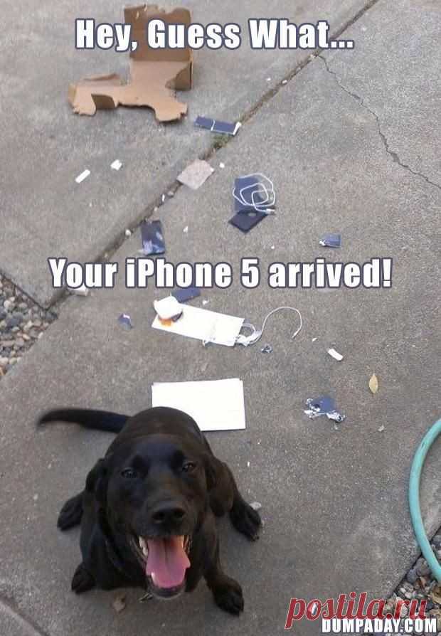 Your IPhone 5 Arrived ! | Gag Bee

#funny #memes #iPhone #dogs #animals #gagbee