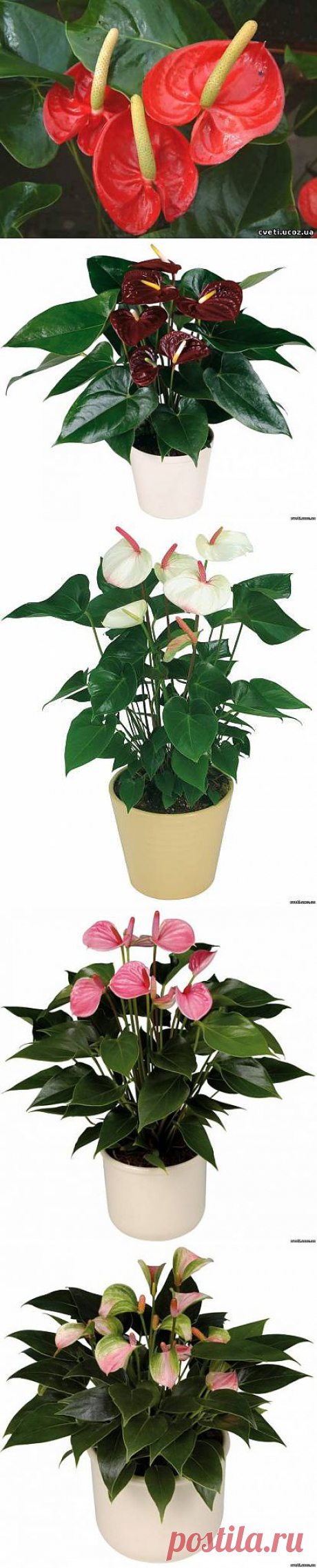 Антуриум (Anthurium). Уход. Размножение - Антуриум - Комнатные цветы и растения - Каталог статей - Цветы и растения