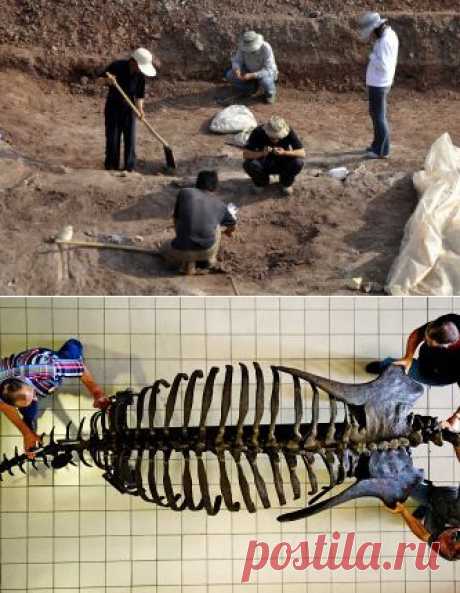 ИТАР-ТАСС: Наука - Ученые обнаружили окаменелые останки динозавра на севере Китая