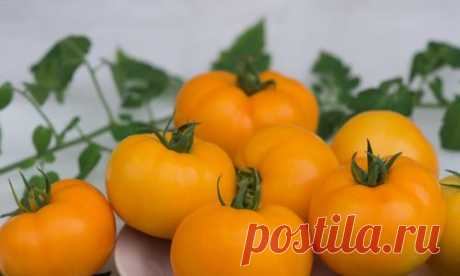 Желтые томаты: сорта и гибриды от агрофирмы ПОИСК. Фото