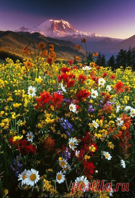 Wildflowers in bloom, Mount Rainier National Park, Washington by Art Wolfe  |  Найдено на сайте blog.artwolfe.com.