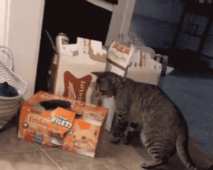 Whats In the Box,funny GIFs Whats In the Box, Find More funny GIFs on GIF-VIF