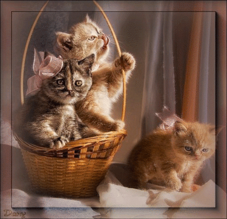 Фото милых котят - Животные анимация - Анимация - Галерея картинок и фото