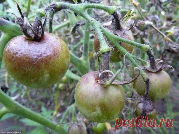 Фитофтора: как избавить томаты от злостного недуга Сохраните, чтобы не потерять!