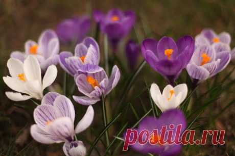 Free Photo | Бесплатное фото Белый и фиолетовый весенний крокус крупным планом