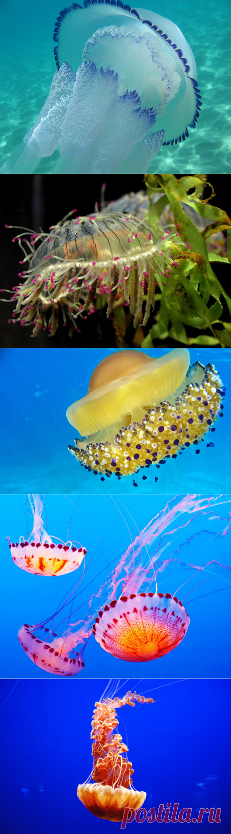 Медузы во всей своей красоте — Наука и жизнь