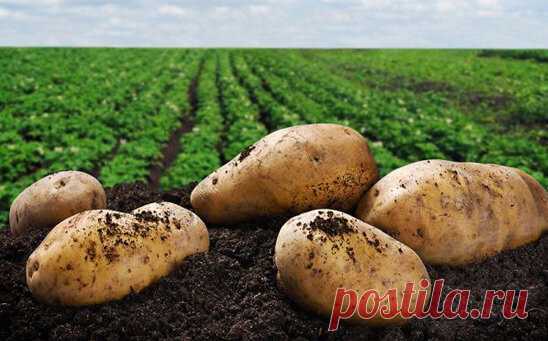 Посадите картофель новым способом ‑ урожайность вырастет в 3 раза | Портал Agropk.by | Яндекс Дзен