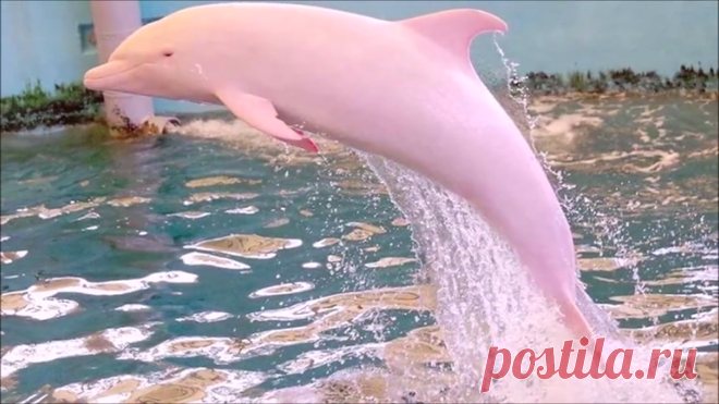 Моряку удалось снять на камеру розового дельфина! Потрясающие кадры Реклама:РекламаЗадавали ли вы себе вопрос о существовании розовых дельфинов или это только мультяшные персонажи, и вообще возможно ли когда-нибудь увидеть подобное? Да, да и ещё раз — да! В Луизиане живёт сипматяжка Пинки — абсолютно весь розового цвета. Обычно розовый окрас у дельфинов есть только на животе, а тут такое милашество! Из-за чего такое возможно?Скорее …