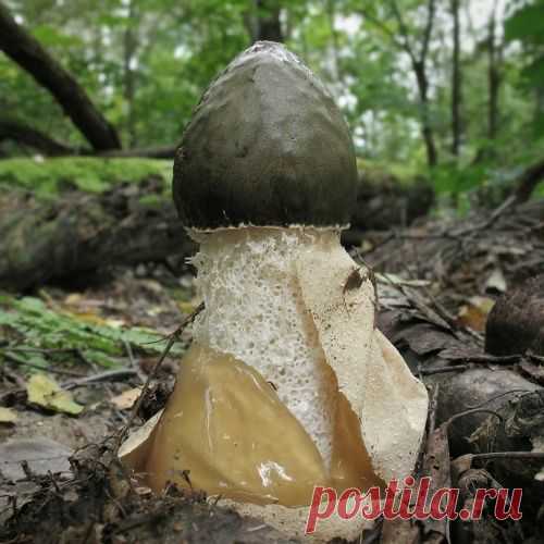 Гриб весёлка по своим целебным свойствам  королева среди грибов !