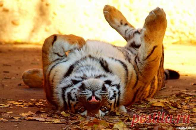 Тигр лежит на спине на сухих листьях — Фото аватарки