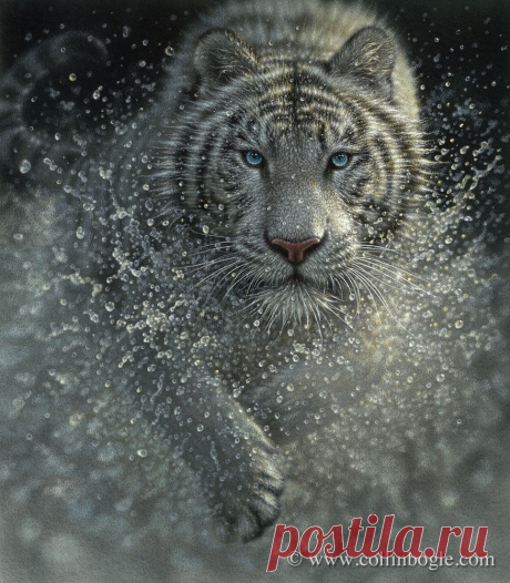 Wet & Wild - White Tiger Painting, Hand Signed Tiger Art Print by Collin Bogle – Collin Bogle Nature Art