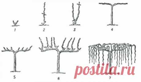 Усадьба | Садовод : Кордонные формировки винограда: опыт любителя