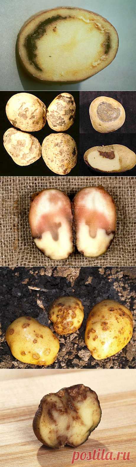 (+1) тема - Болезни картофеля и меры борьбы с ними | 6 соток