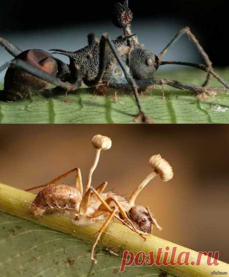 Журнал о здоровом образе жизни! - Как гриб превращает муравьев в зомби? Смотрим видео!