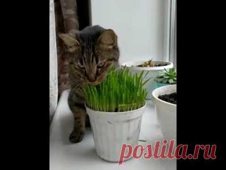 Коты приколы. Смешные Коты И Котята! Самые Милые И Прикольные!