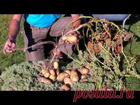 ▶ картофель озимый под сено и мох 2 часть - YouTube