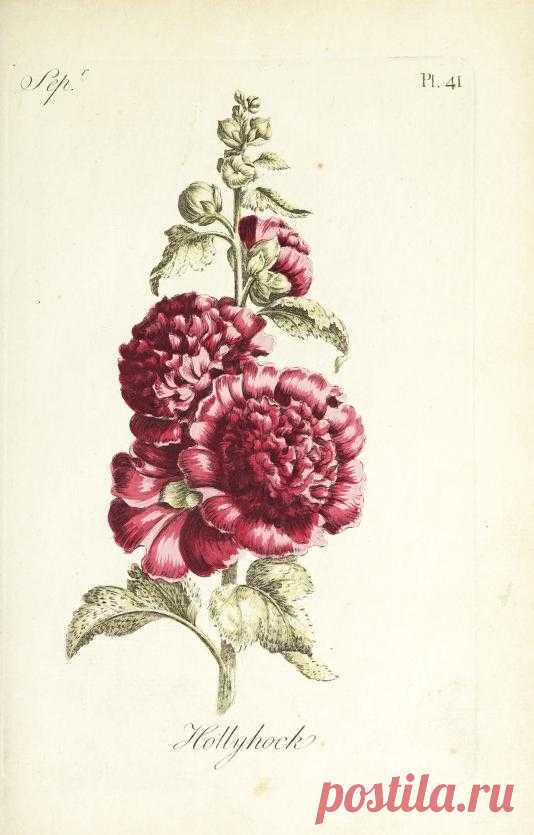 The florist : containing sixty plates of the most beautiful flowers regularly dispos'd in their succession of blowing : to which is added an accurate description of their colours, with instructions for drawing & painting them according to nature : being a new work intended for the use & amusement of gentlemen and ladies delighting in that art : Free Download, Borrow, and Streaming : Internet Archive