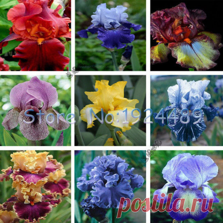 50PCS French style of 24 different color specifications Iris orchid seeds potted Quantity: 50 pcs

Germination time: 15-20 days

For germination temperature: 15-20 Celsius.

Applications: Balcony, garden, living room, study, windows, office, etc.

Please note:

For all orders, I will NOT be held responsible for packages los...