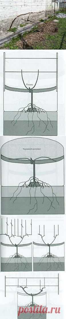 Формировка укрывного винограда | Дача - впрок