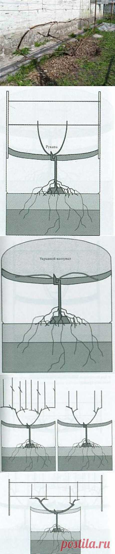 Формировка укрывного винограда | Дача - впрок