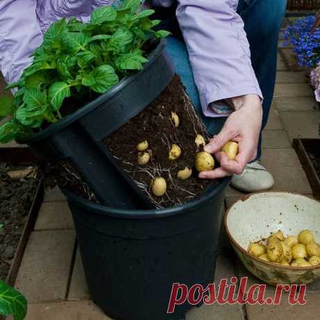 Горшок для выращивания молодого картофеля