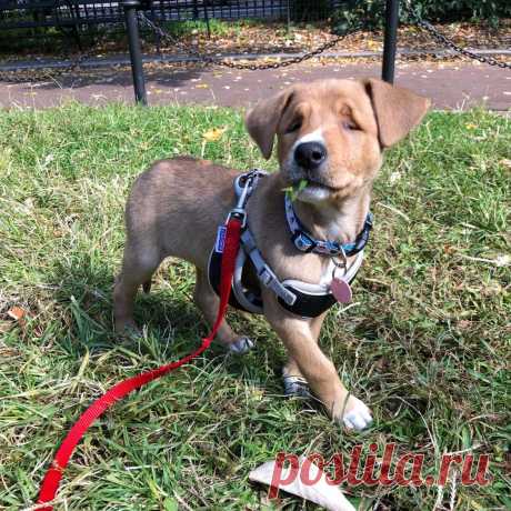 Precious Little Stray Puppy Born With Permanent Squint - Go Animals