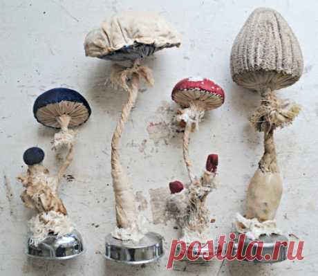 l'ortodimichelle: funghi tessili riciclati